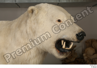 Polar bear head 0002.jpg